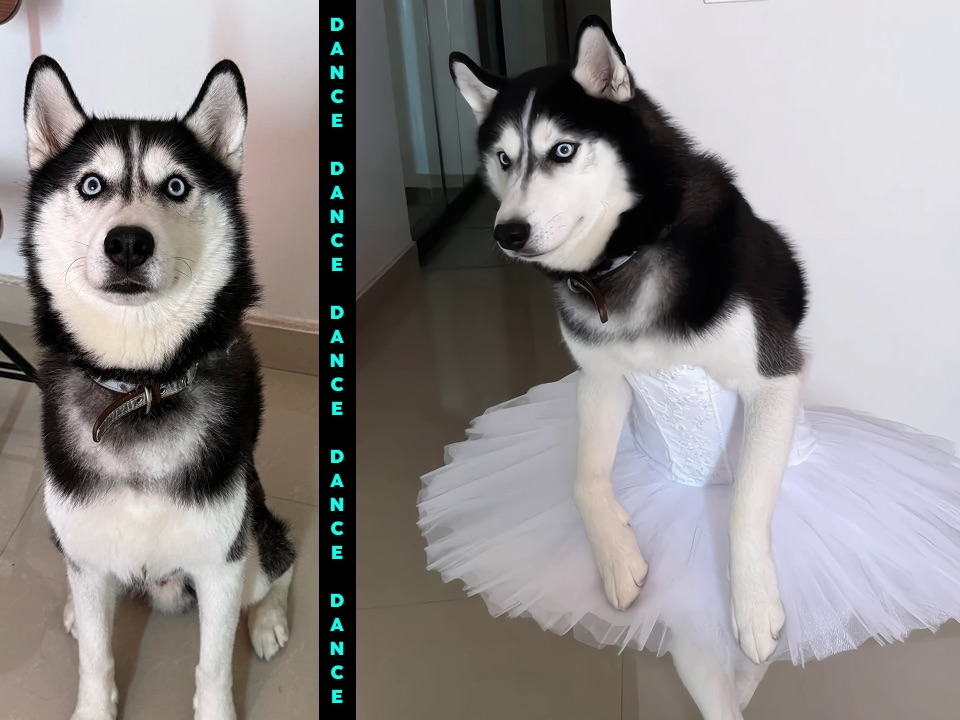 Before and after preview of a husky transformed into a white tutu dance character